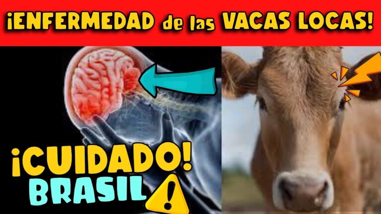 Historia De La Enfermedad De Las Vacas Locas