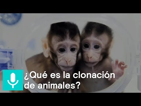 Clonación animal: avances y controversias en la historia