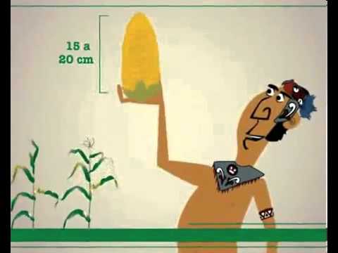 La historia del cultivo del maíz: de sus orígenes hasta hoy
