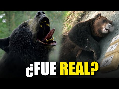 La historia real del oso vicioso: un relato sorprendente