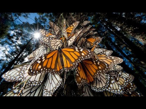 La historia de la mariposa monarca en México: un viaje fascinante