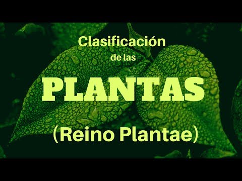 La evolución de la clasificación de plantas: un recorrido histórico